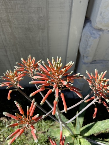 Aloe maculata image
