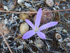 Colchicum filifolium