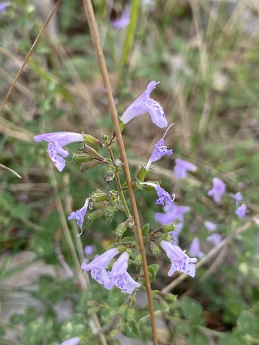Clinopodium nepeta