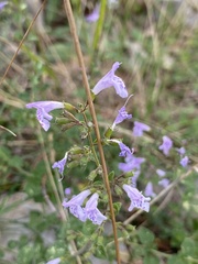 Clinopodium nepeta — photo 2