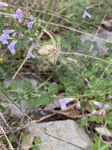 Clinopodium nepeta