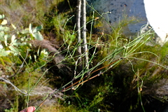 Restio tuberculatus