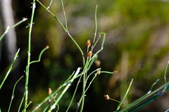 Restio tuberculatus