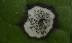 Ascochyta asclepiadearum