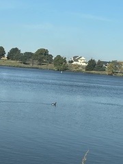 Anser anser × Branta canadensis