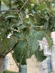 Quercus muehlenbergii