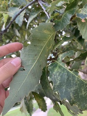 Quercus muehlenbergii