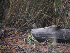 Melospiza melodia image