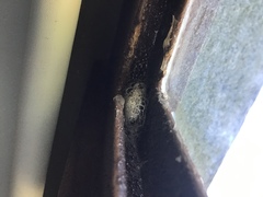 Acronyctodes mexicanaria