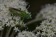 Tenthredo olivacea