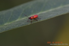 Oncopeltus fasciatus