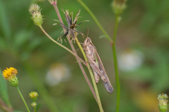 Aiolopus thalassinus