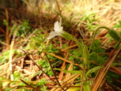 Cerastium ramigerum