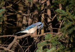Cyanocitta cristata image