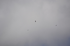 Buteo jamaicensis