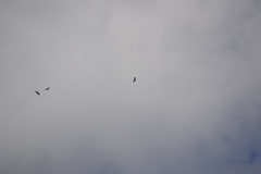 Buteo jamaicensis