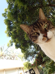 Felis catus