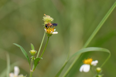Megachile umbripennis