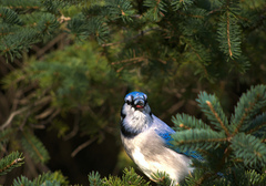 Cyanocitta cristata image