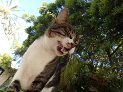 Felis catus