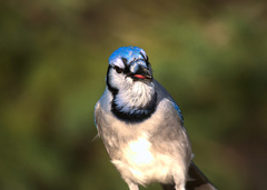 Cyanocitta cristata image