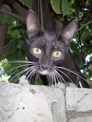 Felis catus