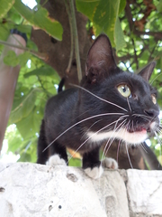 Felis catus