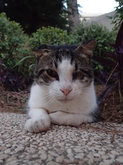 Felis catus