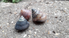 Calliostoma zizyphinum