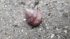Calliostoma zizyphinum