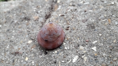 Calliostoma zizyphinum