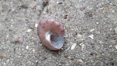 Calliostoma zizyphinum
