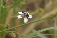 Megachile conjuncta