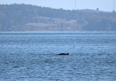 Phocoena phocoena phocoena