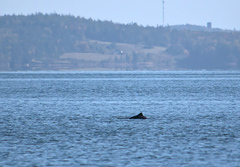 Phocoena phocoena phocoena