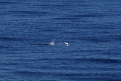 Thunnus