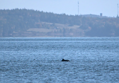 Phocoena phocoena phocoena