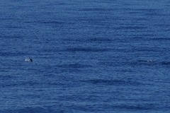 Thunnus