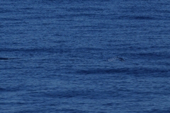 Thunnus