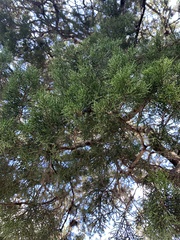 Juniperus ashei