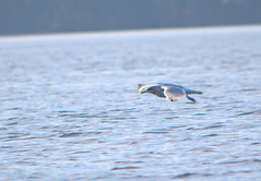 Larus argentatus image