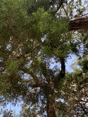 Juniperus ashei