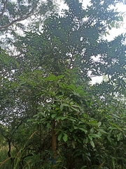 Terminalia arjuna