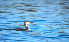 Gavia immer image