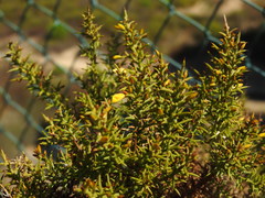 Ulex argenteus subsericeus