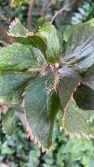 Acalypha wilkesiana