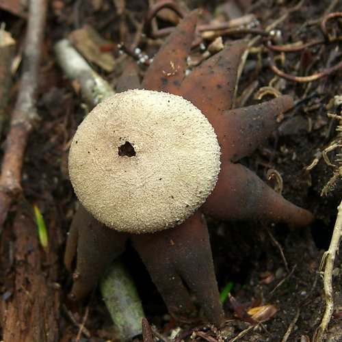 Hygroscopic Earthstar