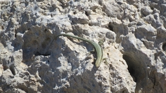 Phoenicolacerta kulzeri