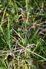Carex aquatilis stans