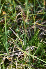 Carex aquatilis stans